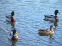 Four floating ducks