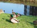 ducks on grass 2