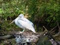 Pelican in zoo