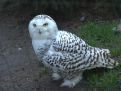 Snow owl