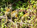 monkeys in a tree