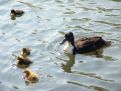 Mother ducks and chicks