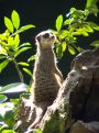 Sunny Meerkat