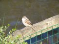 Birdy on a fence