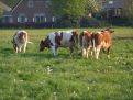 Cows on grass