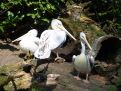 Three pelicans