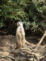 Meerkat on branches