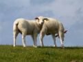 Sheep on the lookout