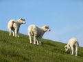 Two lamb lookout