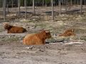 Highlanders in the lowlands