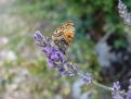 Butterfly on lavender