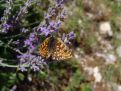 butterfly and lavender