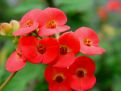 Red flowers