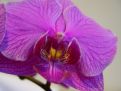 Orchid