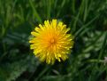 Dandelion closeup