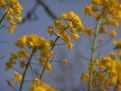 Rapeseed bloom group