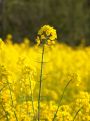 Rapeseed field