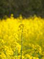 Rapeseed