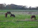 Grazing horses