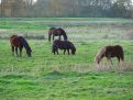 Grazing animals