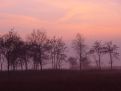 Treeline at twilight