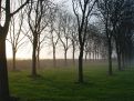 Treespective in the twilight