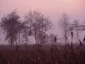 Trees on the horizon