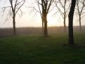 Trees and light