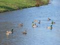 View of ducks