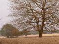 Magestic branches over the sand