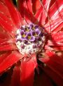 cactus bloom