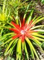 cactus bloom