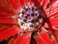 cactus bloom