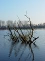 branches in the water