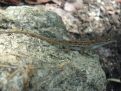 a tree lizard on a rock