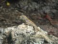 a tree lizard attracting insects