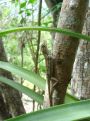 a tree lizard in a tree