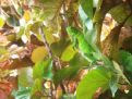 young green iguana in a tree