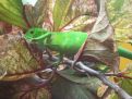 young green iguana in a tree