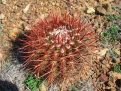 Turk's cap cactus in bloom