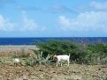 Goat on the coast