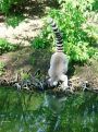 drinking ring-tailed lemur