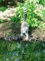 drinking ring-tailed lemur