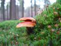 Mushroom slope