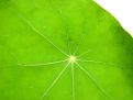 Star patterned leaf