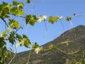 Vines before the hills