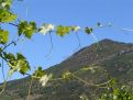 hills behind the vines