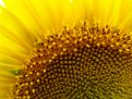 sunflower quadrant