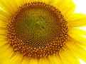 Zoom into the SUNflower