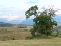 Tree and the landscape